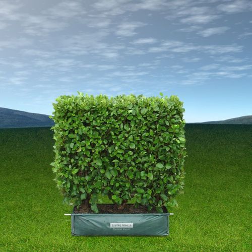 LIVING BOUNDARY™ – mid-height instant hedge range.