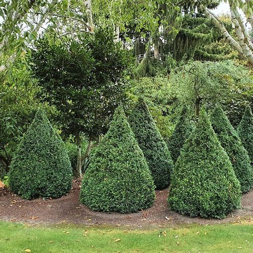 Buxus sempervirens | English Box Hedge