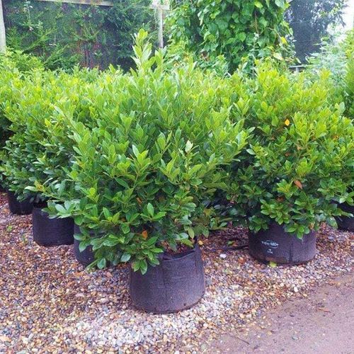 Laurus nobilis 'Pride of Provence' | Hedge Bay Laurel