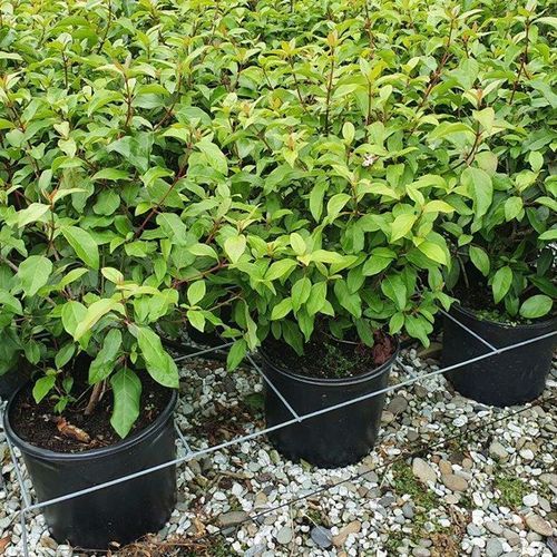 Viburnum tinus 'Eve Price' | Evergreen Shrub
