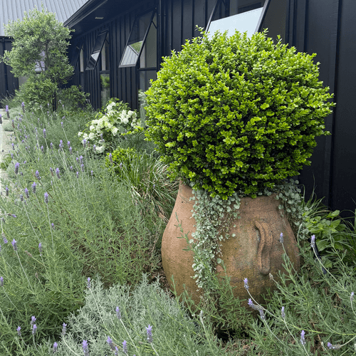 Old Stone - Ibis Jar