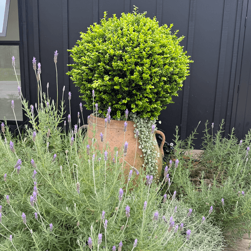 Old Stone - Ibis Jar