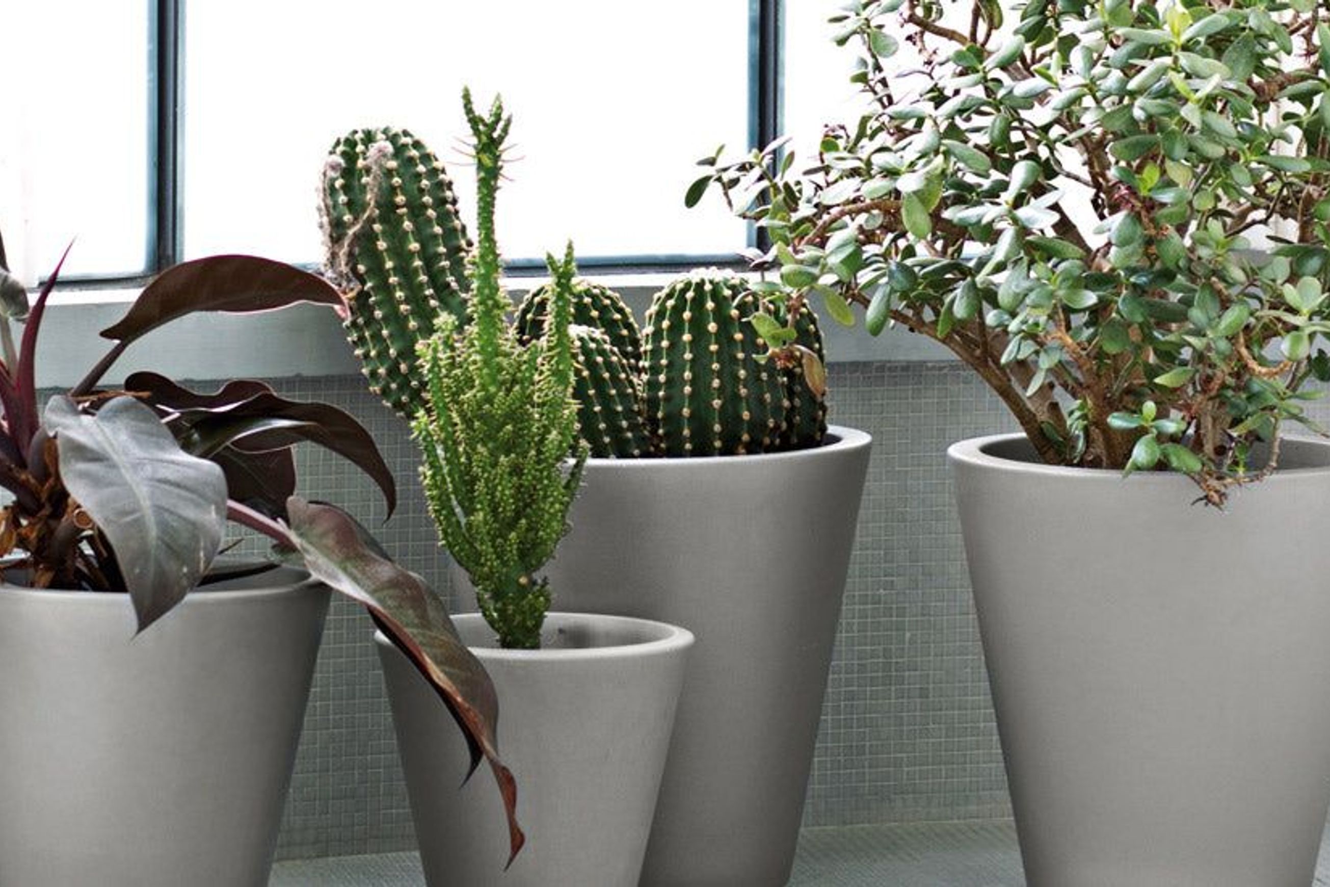 New Pot
