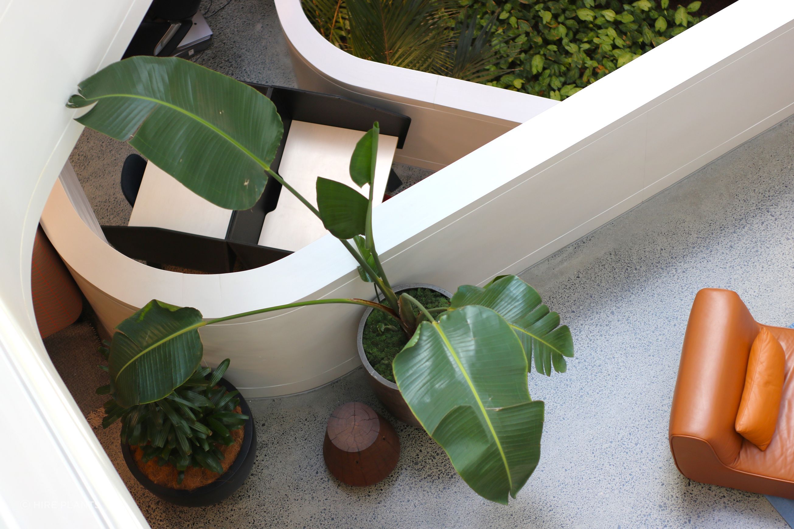 Indoor Plant Hire | Hire Plants