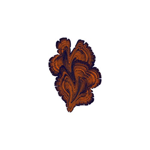 Forest Floor