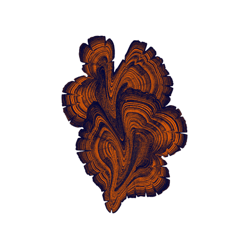 Forest Floor