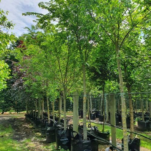 Ulmus Parvifolia ‘Frontier’ | Chinese Frontier Elm