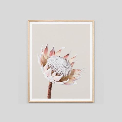 Framed Print - King Protea