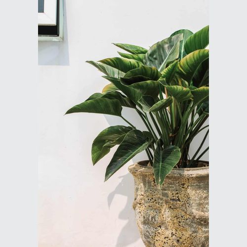 Atlantis - French Planter