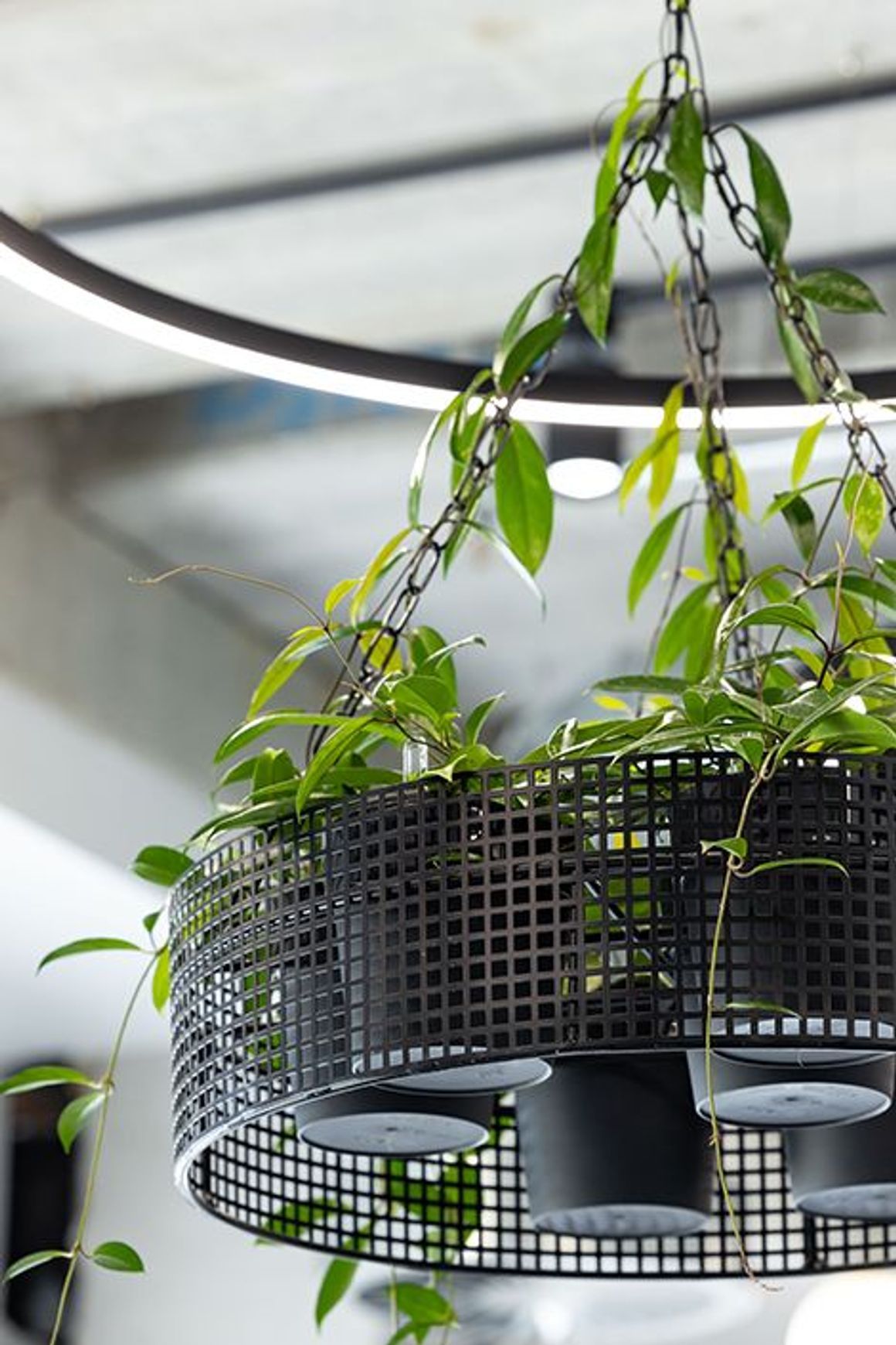 Suspended Plantscapes | GreenAir