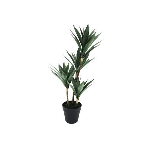 Yucca Quad Potted Tree