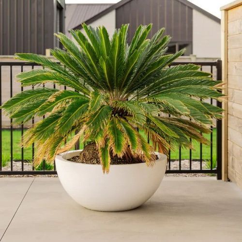 Barcelona 1000 Bowl Planter