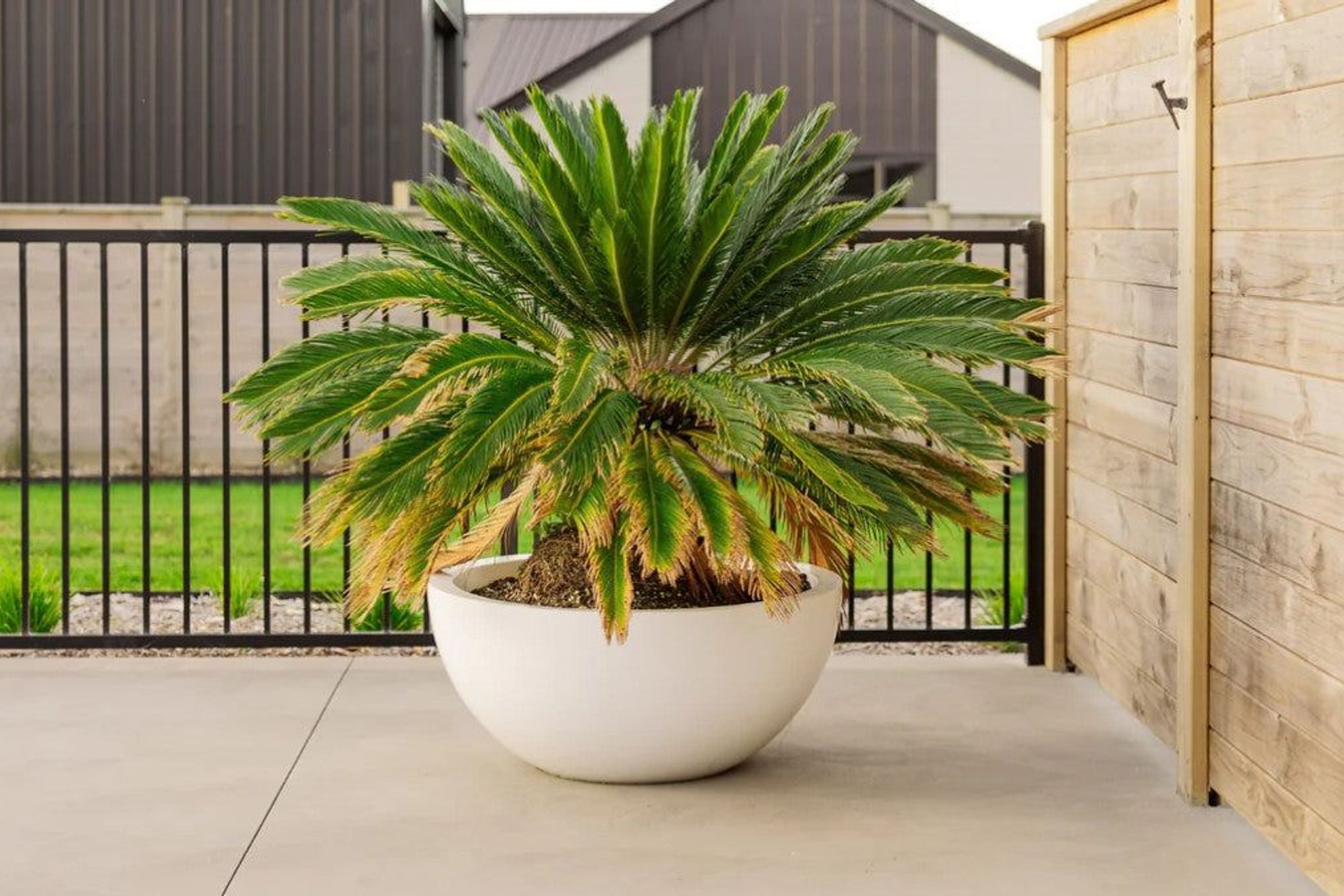 Barcelona 1000 Bowl Planter