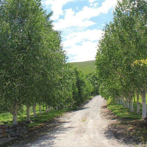 Betula utilis 'Jacquemontii' | Himalayan Silver Birch