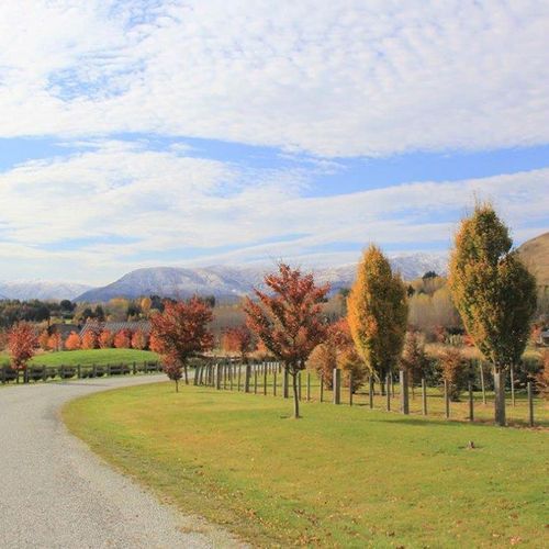 Carpinus betulus 'Fastigiata' | Upright Hornbeam