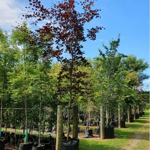 Fagus Sylvatica ‘Riversii’ | Rivers Copper Beech