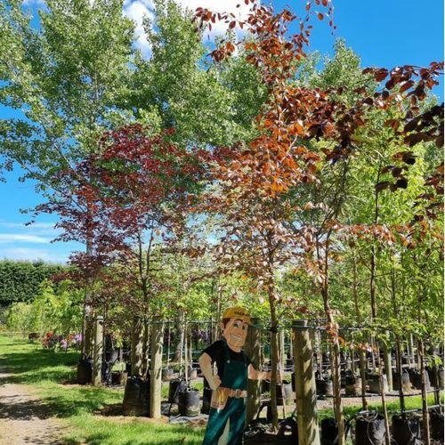 Fagus Sylvatica ‘Riversii’ | Rivers Copper Beech