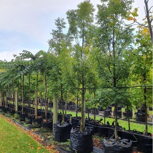 Fraxinus Excelsior ‘Green Glow’ | English Ash (Select Form)
