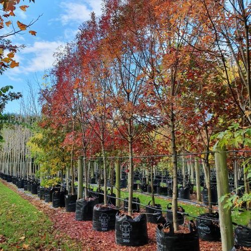 Fraxinus Oxycarpa ‘Raywoodii’ | Claret Ash