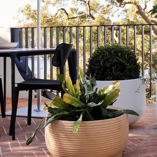 Handthrown Terracotta Coil Low