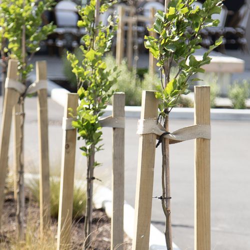 Hardwood Stakes 50mm