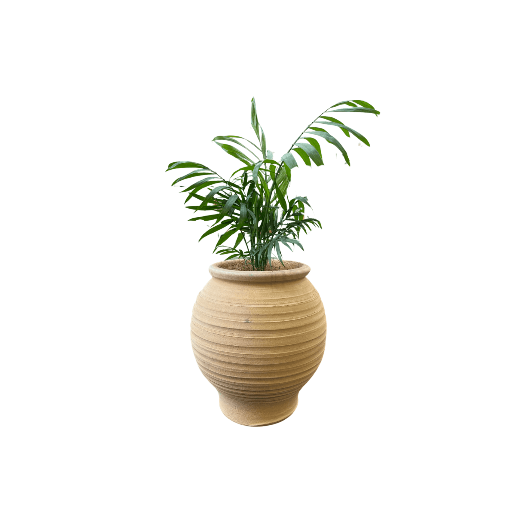 Crete - Koronios Urn