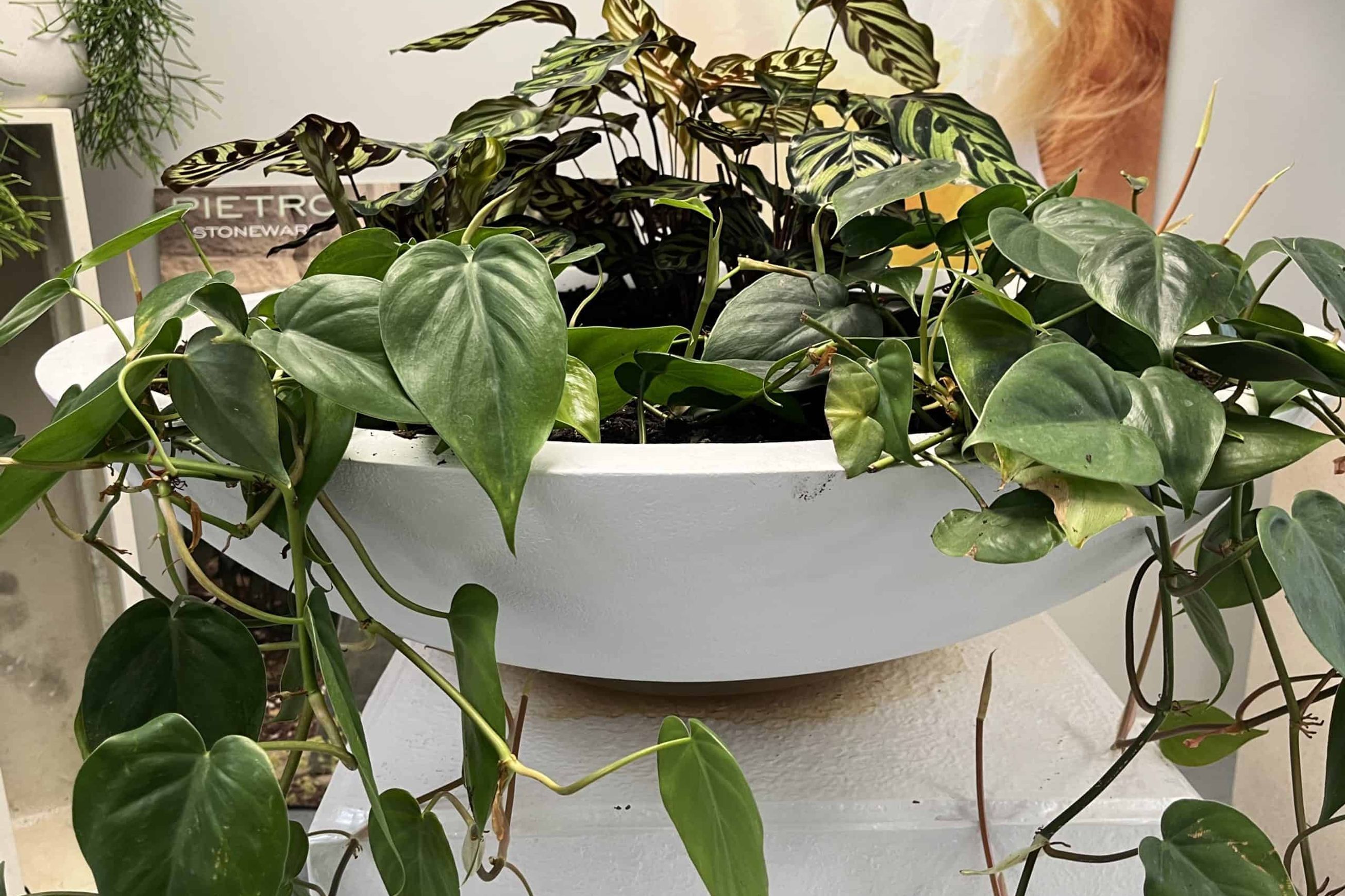 Wok Planter Bowl
