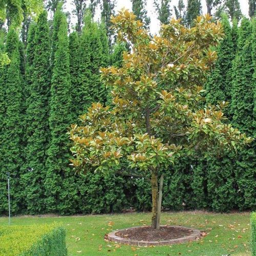 Magnolia grandiflora 'Blanchard' | Evergreen Magnolia