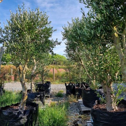 Olea ‘Frantoio’ | Olive Tree