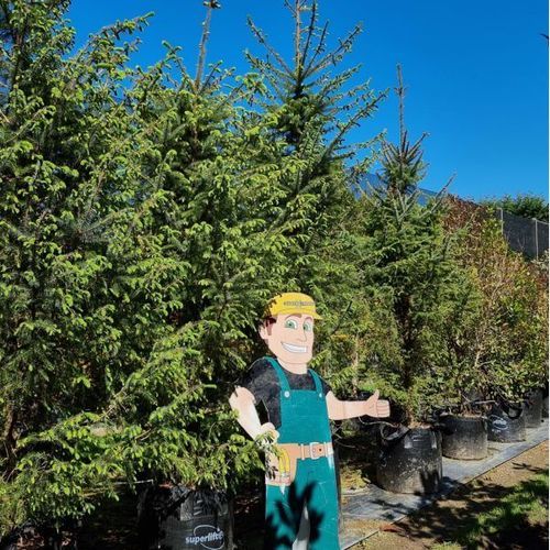 Picea Sitchensis | Alaskan Spruce