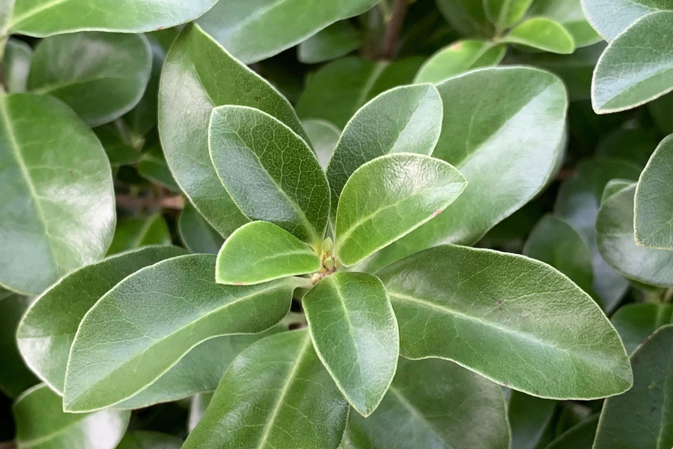 Pittosporum 'Irish Luck' PVR instant hedge