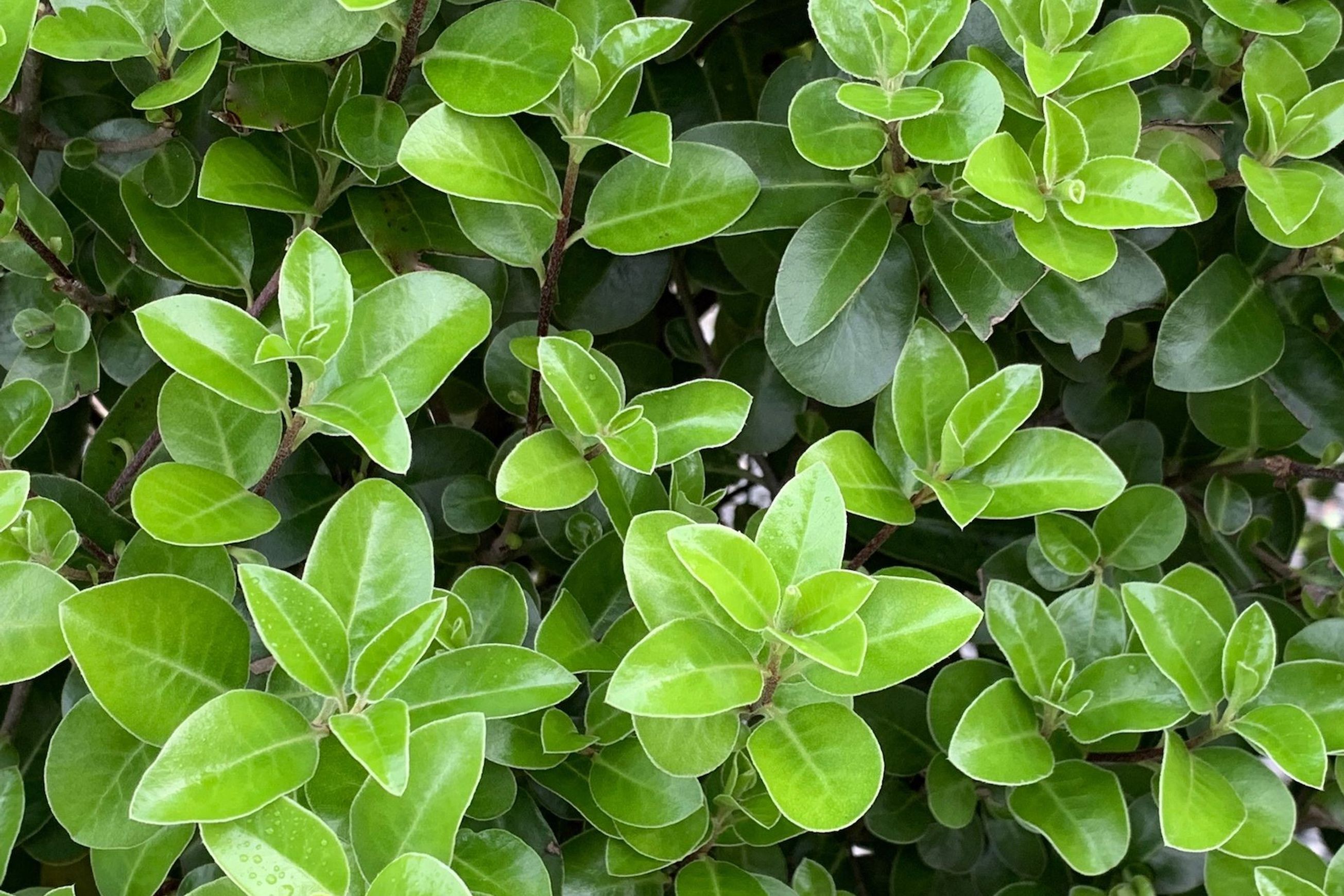 Pittosporum 'Irish Luck' PVR instant hedge