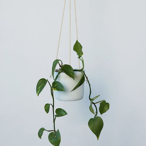 Hanging Planter