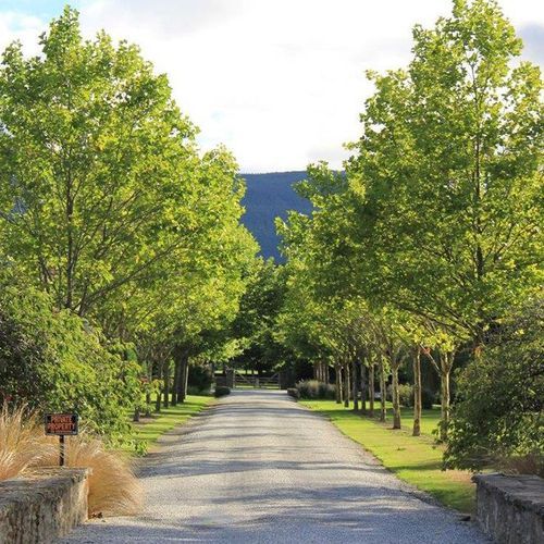 Platanus acerifolia | London Plane Tree