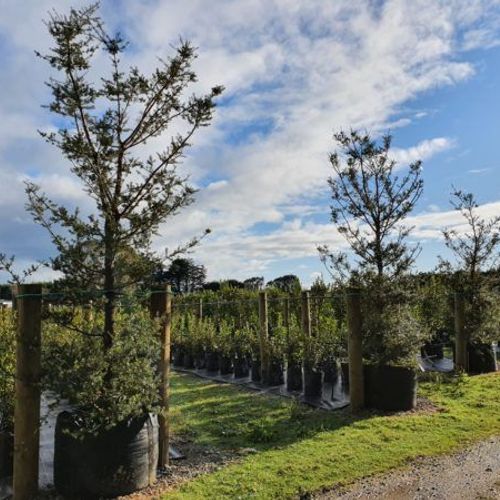 Podocarpus Totara ‘Matapouri Blue’ | Native Blue Totara