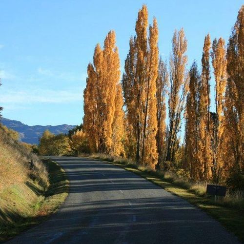 Populus 'Crows Nest' | Lombardy Poplar