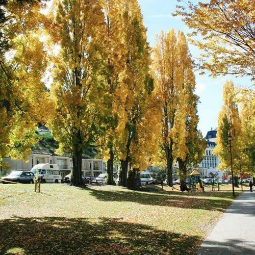 Populus 'Crows Nest' | Lombardy Poplar