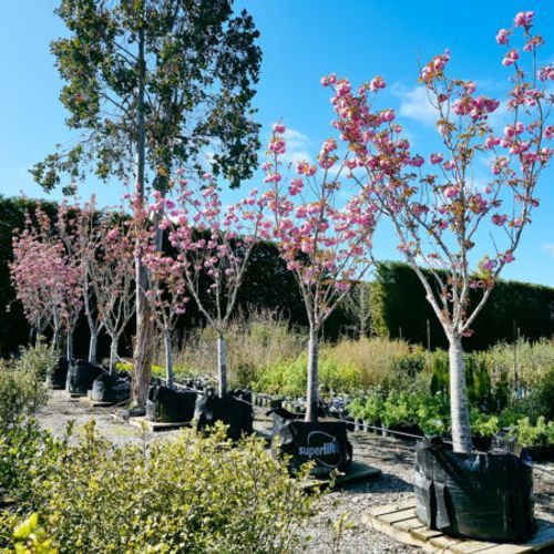 Prunus Serrulata ‘Kanzan’ | Pink Flowering Cherry