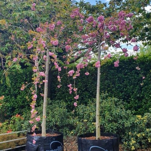 Prunus Serrulata ‘Kiku-Shidare Sakura’ | Rich Pink Double Blossom