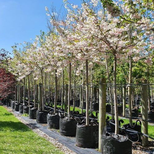 Prunus Serrulata Shimidsu Sakura | Moonlight Cherry