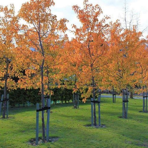 Pyrus calleryana 'Aristocrat' | Ornamental Pear