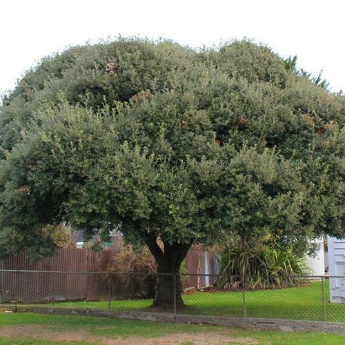 Quercus ilex | Evergreen Holm Oak