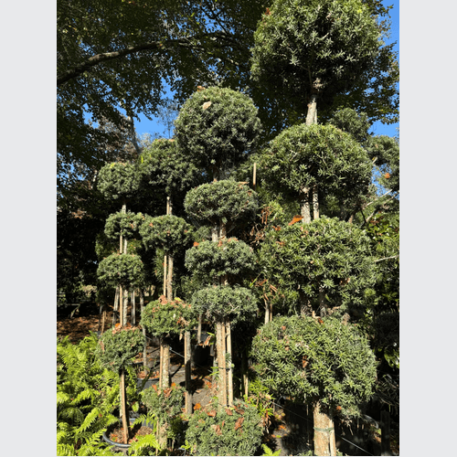 Podocarpus Matapouri Blue – Multi-Balls