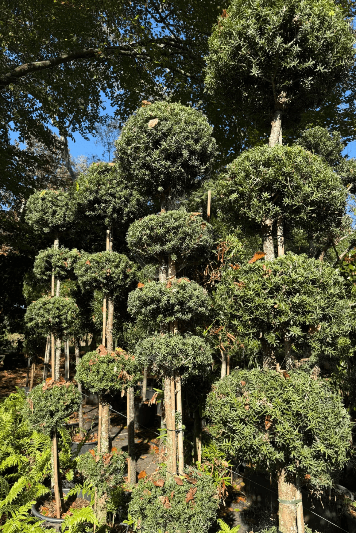 Podocarpus Matapouri Blue – Multi-Balls