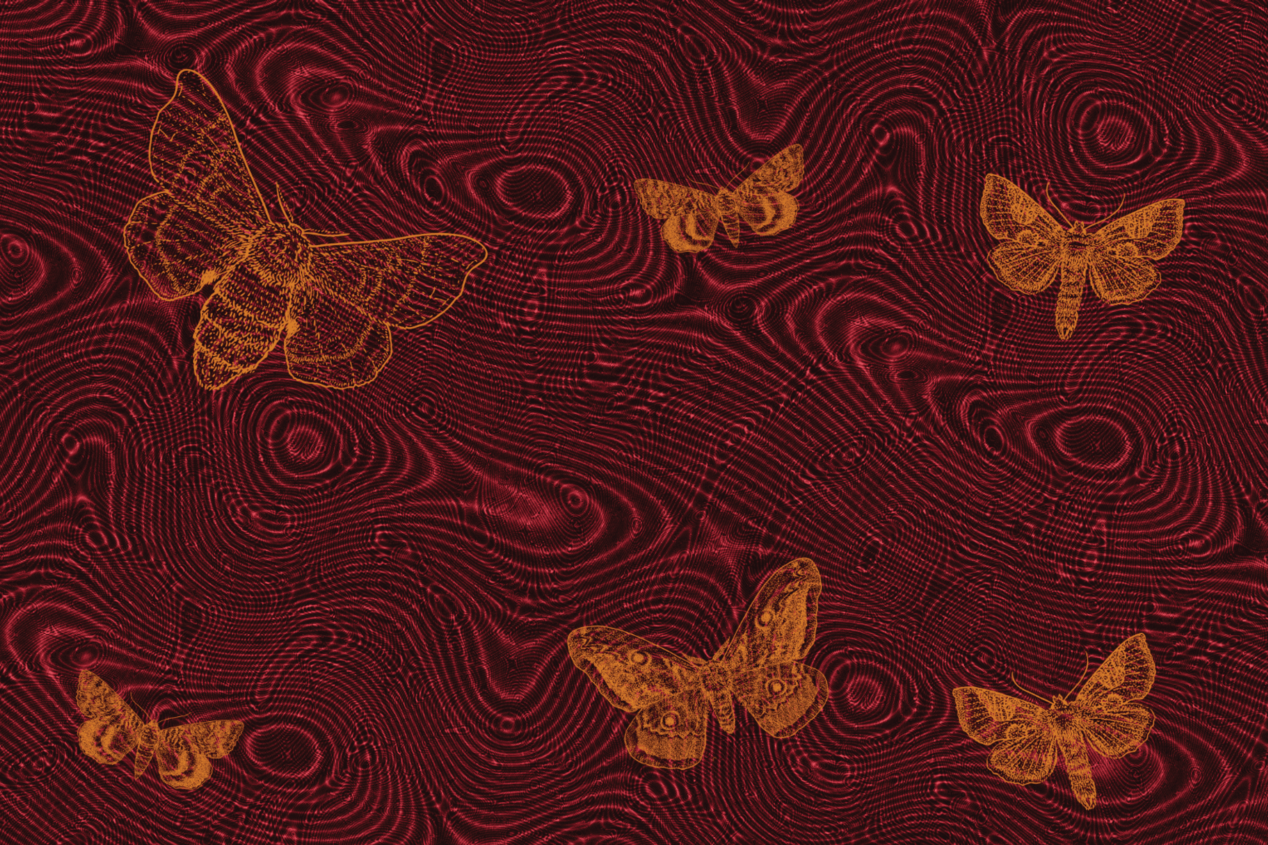 Silk Moths