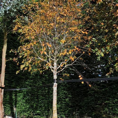 Sorbus Aria | Whitebeam