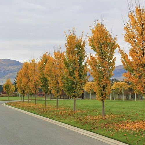 Ulmus hollandica 'Lobel' | Upright Elm