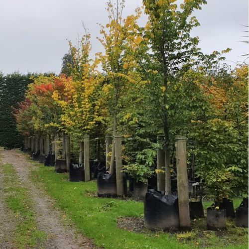 Ulmus Hollandica ‘Lobel’ | Upright Elm