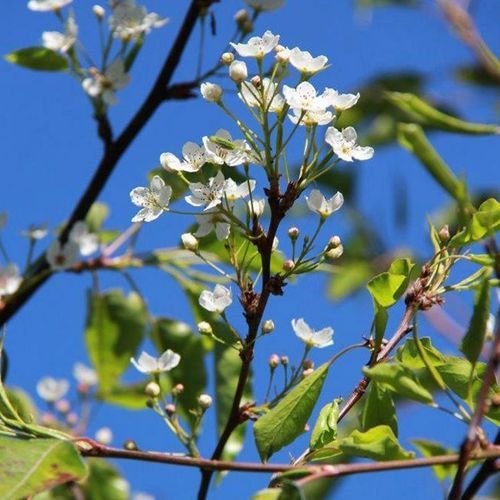 Pyrus calleryana 'Candelabra' | Upright Ornamental Pear