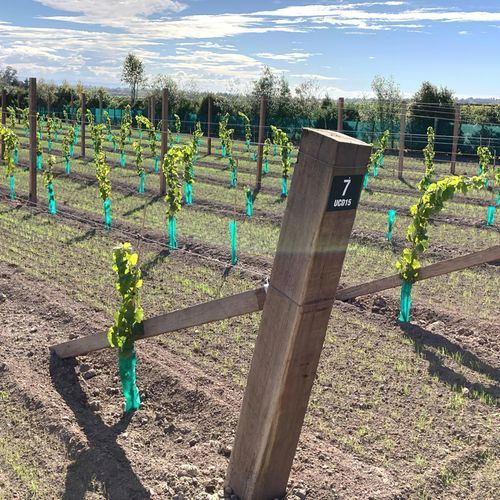 Vineyard Timbers